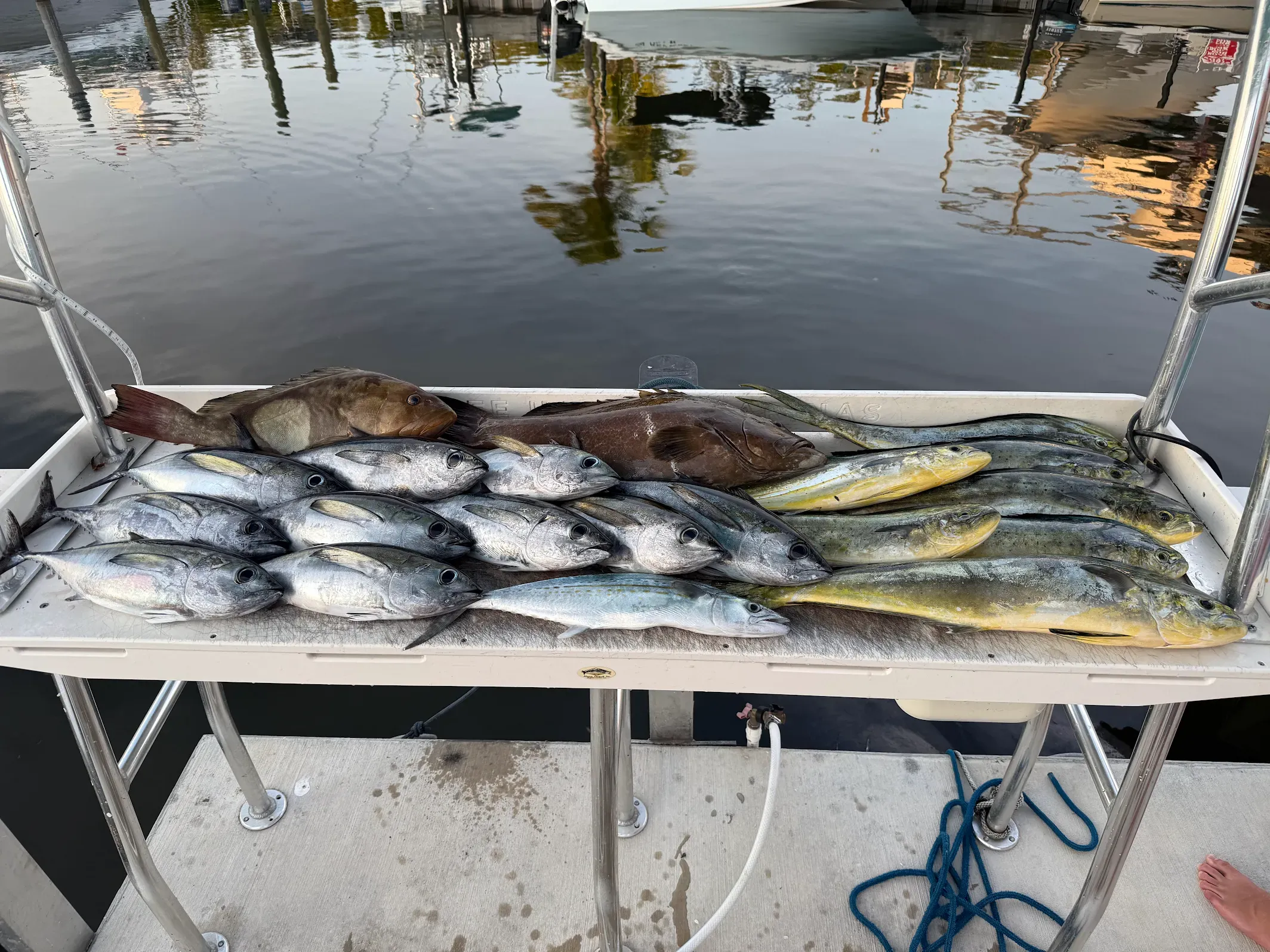 Fresh caught fish including mahi mahi, red grouper, cero mackerel, and blackfin tuna displayed on boat cleaning table