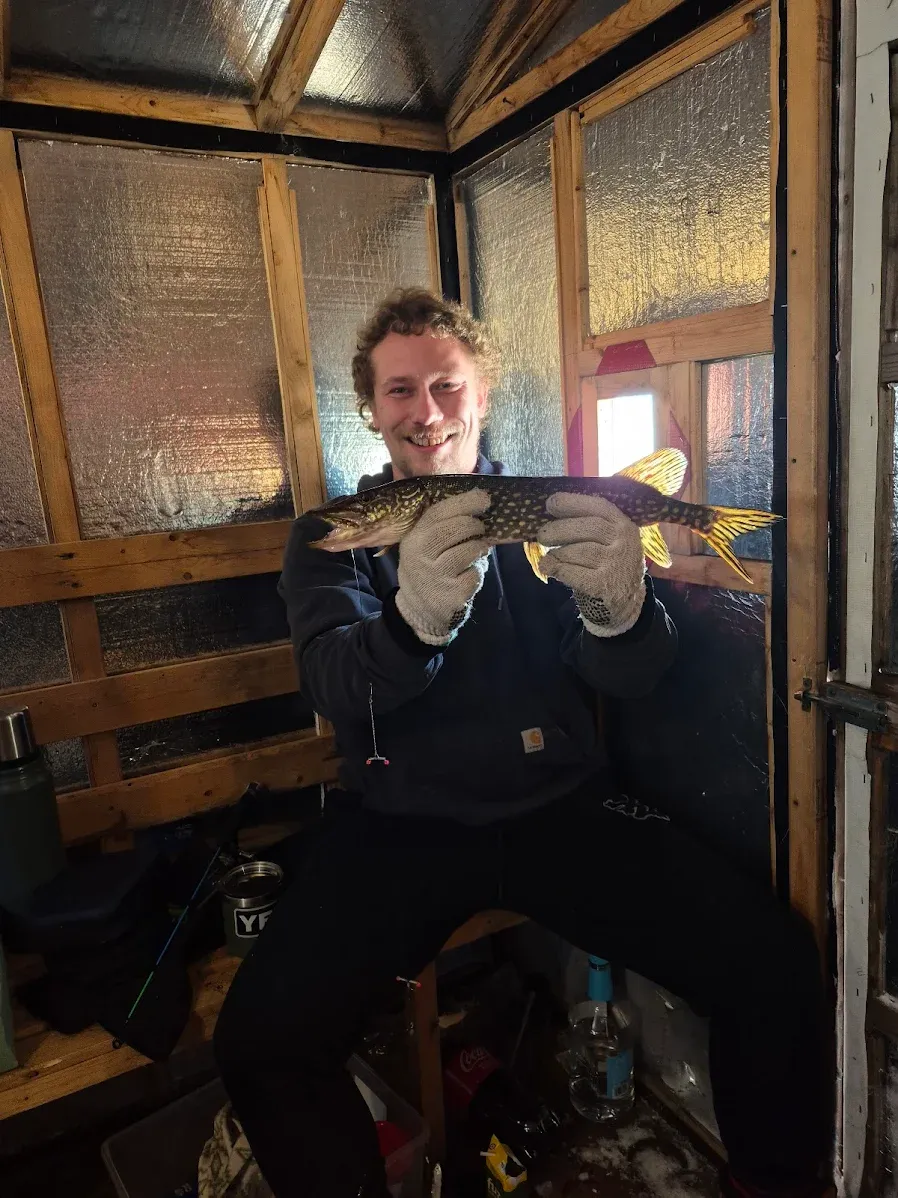 Northern pike catch displayed in ice fishing shelter