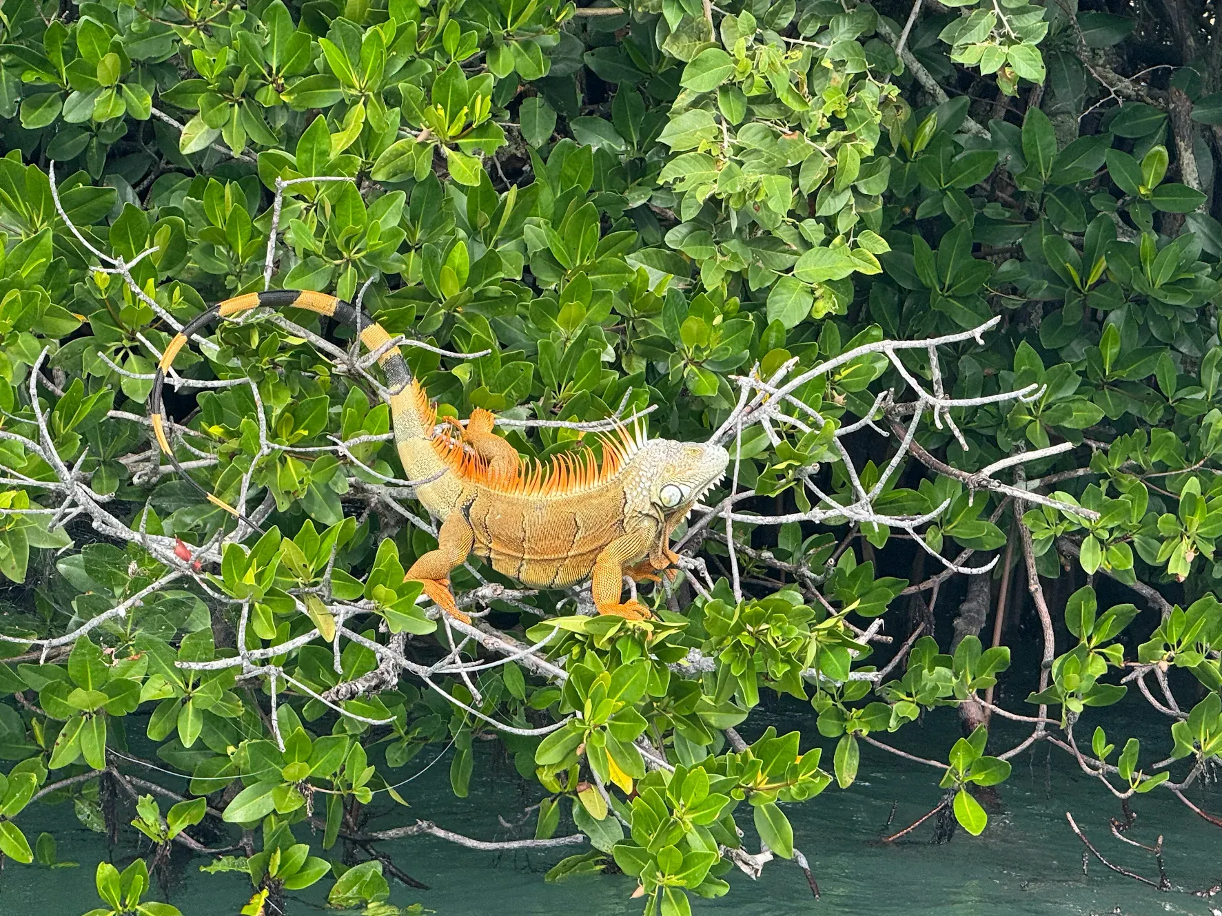 Orange iguana resting on mangrove branches surrounded by green foliage