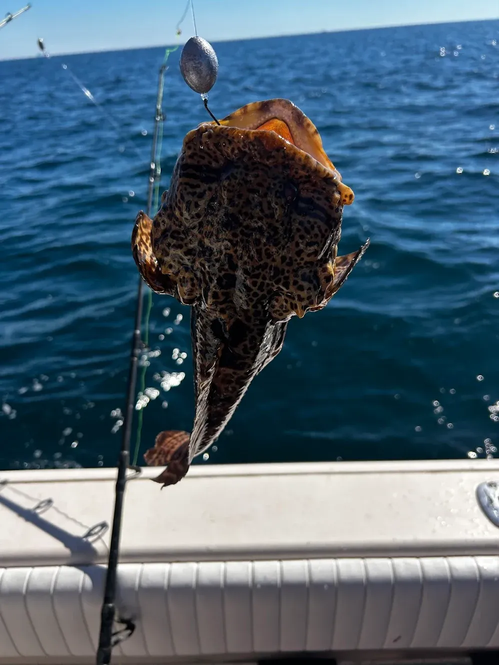 Oyster toadfish caught on fishing hook being lifted from ocean water onto boat