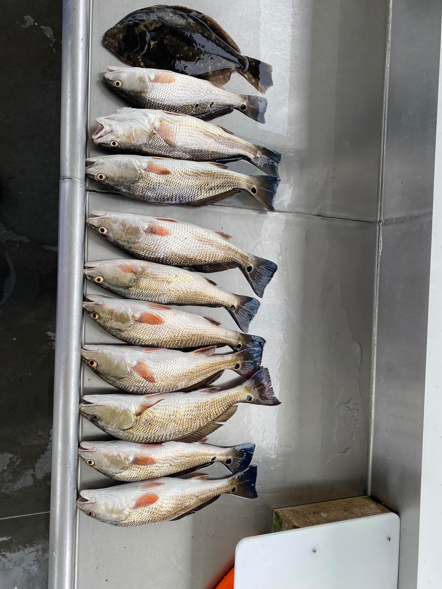 Seven redfish caught fishing
