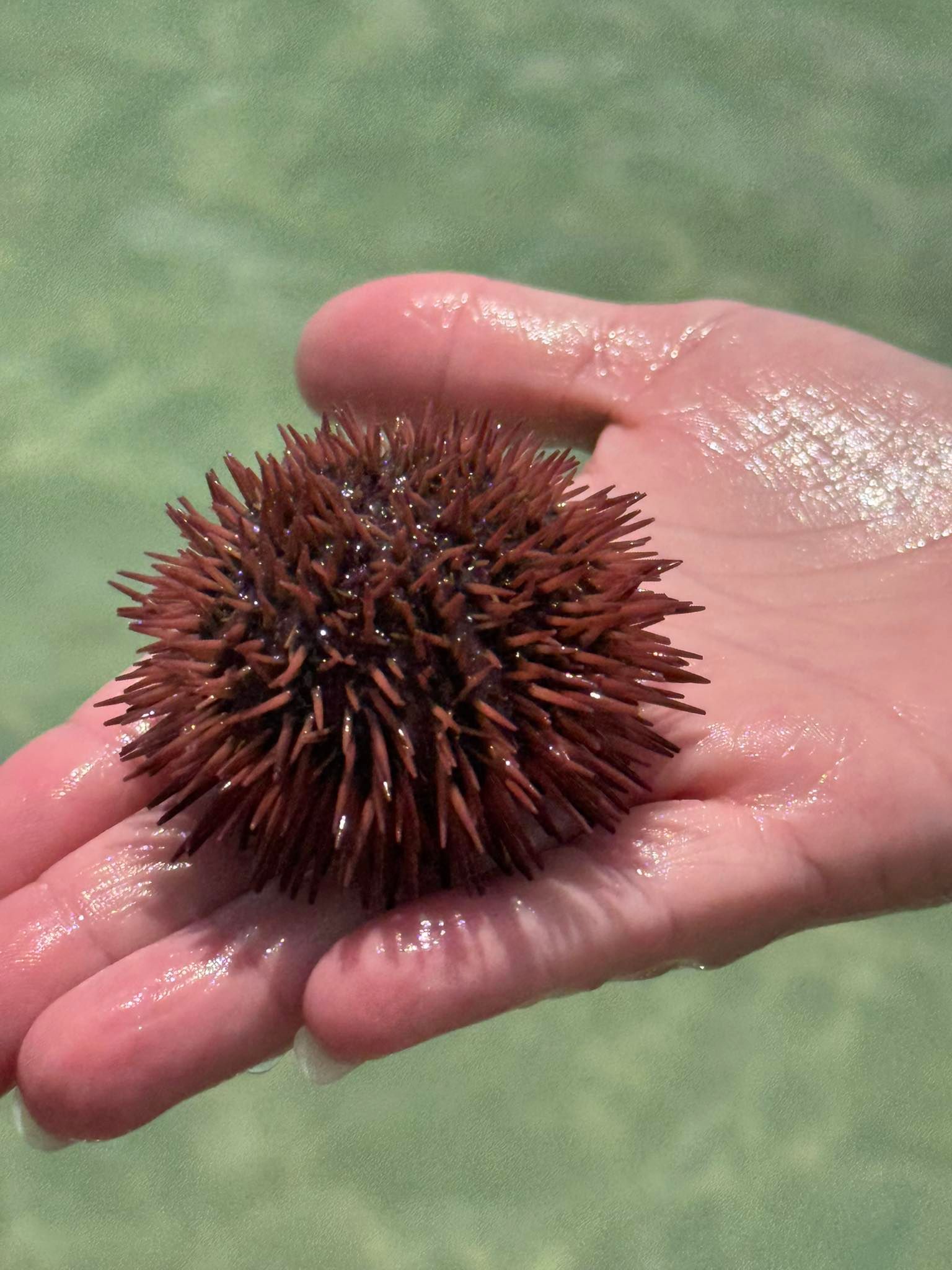 Sea urchin with dark spines being held in cupped hands above shallow water