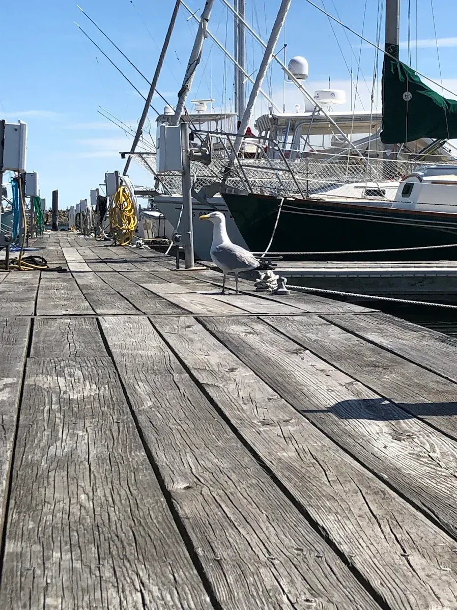 Seagull standing on weathered wooden dock beside moored boats at marina