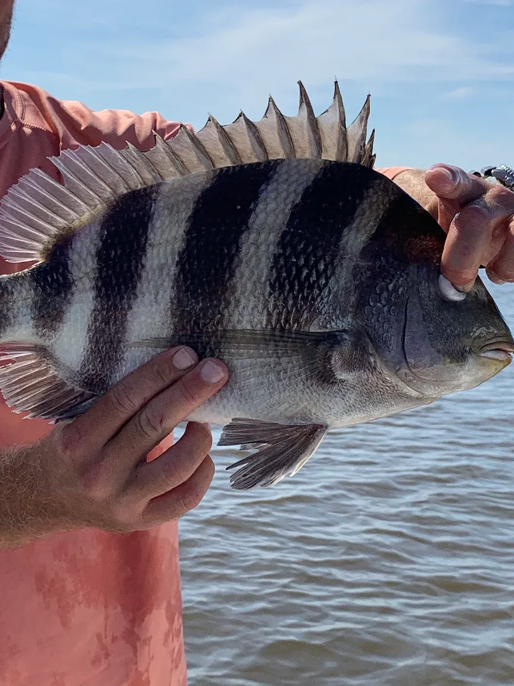 Sheepshead fish caught while fishing