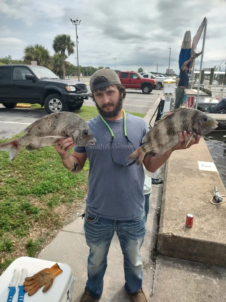 Sheepshead fish caught during fishing in an unknown location