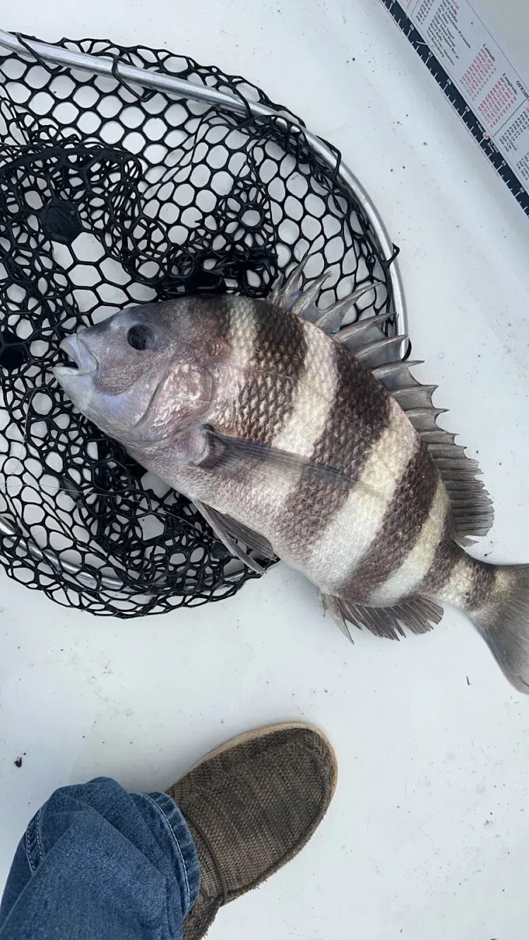Sheepshead fish caught while fishing