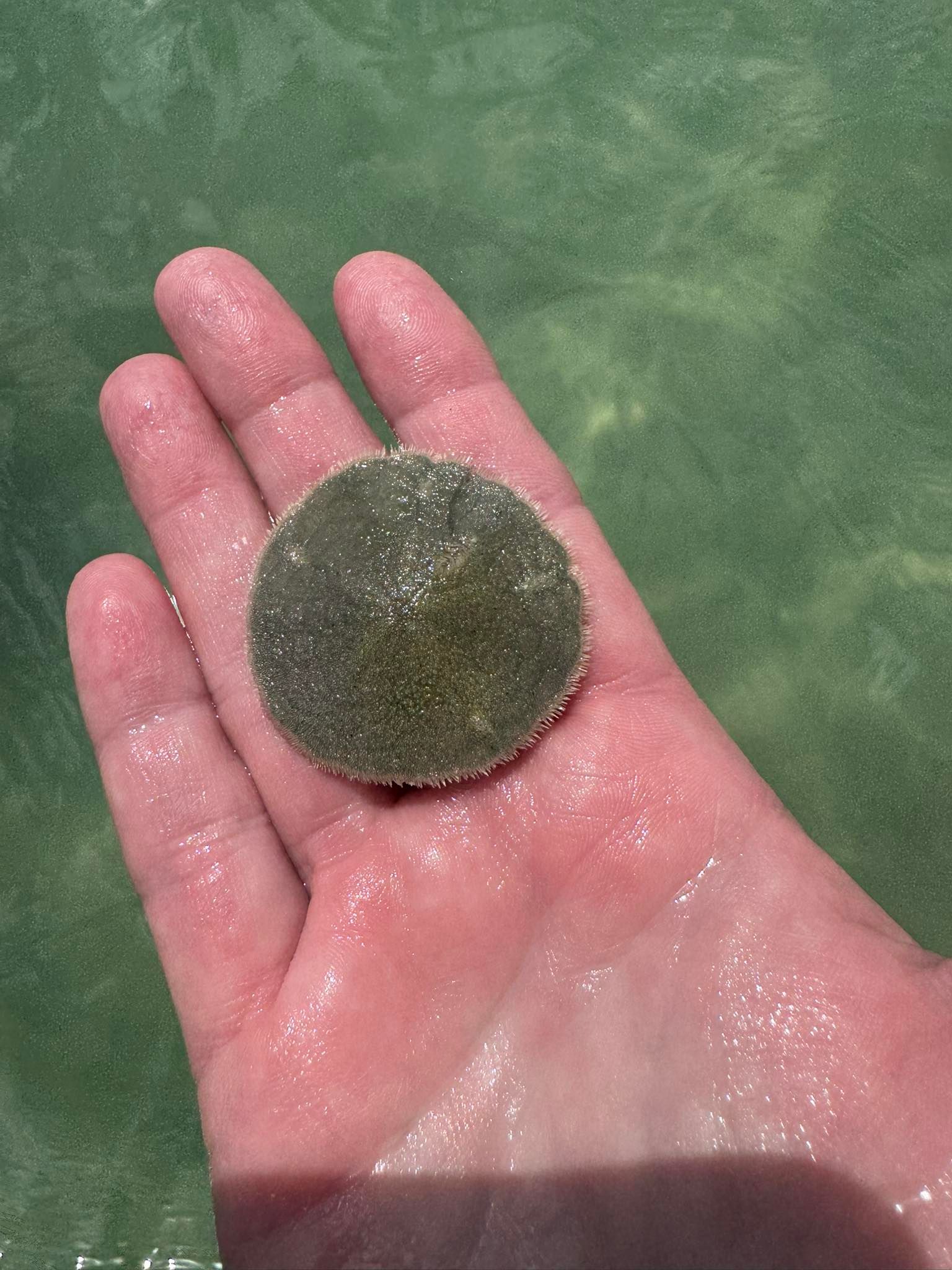 Small round flatfish held in palm above green water