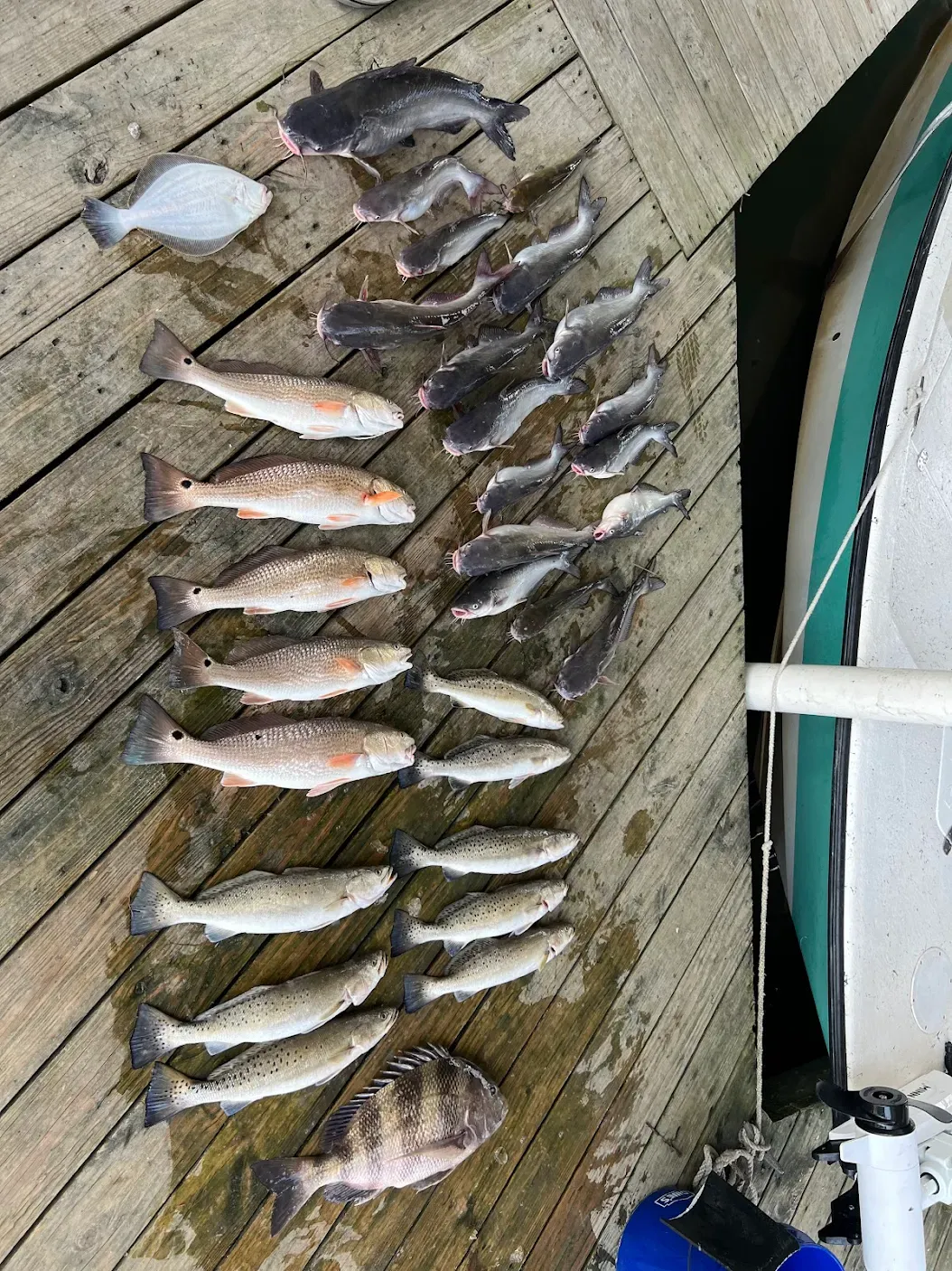 6 sheepshead and redfish caught in fishing