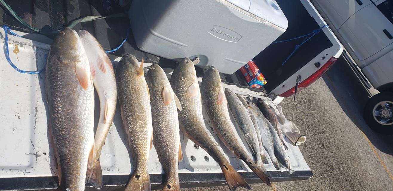 Three redfish caught while fishing in an unknown location