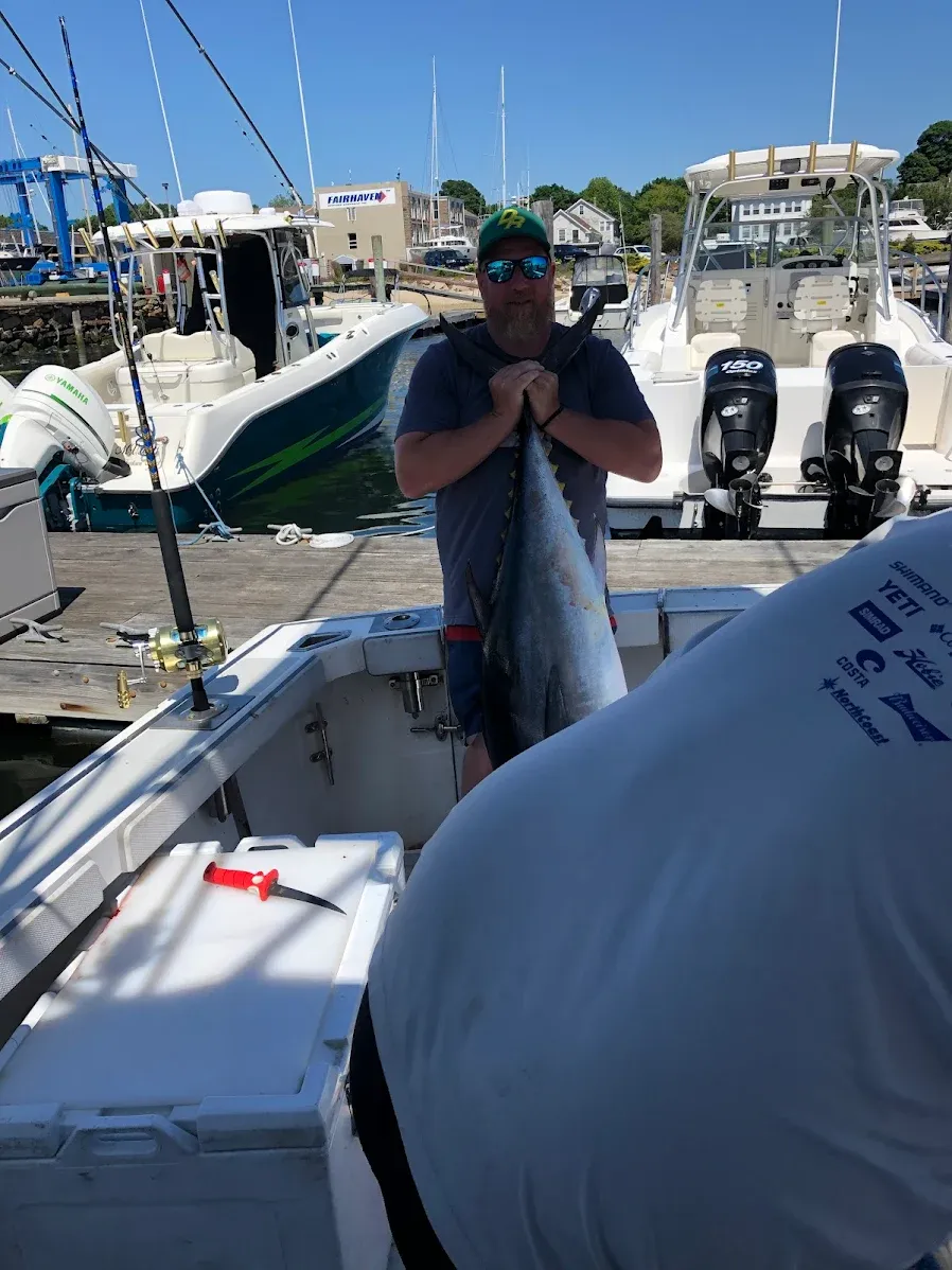 Freshly caught yellowfin tuna being held on fishing boat at marina