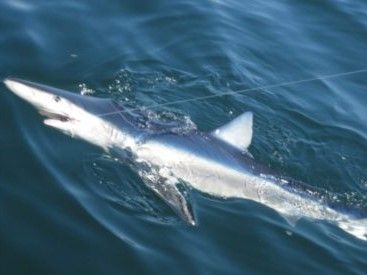 Voodoo Charters Gloucester Fishing Charters | Private 8-Hour Shark Fishing Trip fishing Offshore