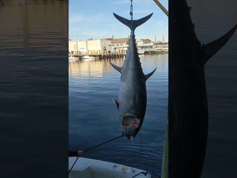 Voodoo Charters Gloucester Fishing Charters |  Private 8-Hour Bluefin Tuna Fishing Trip fishing Offshore