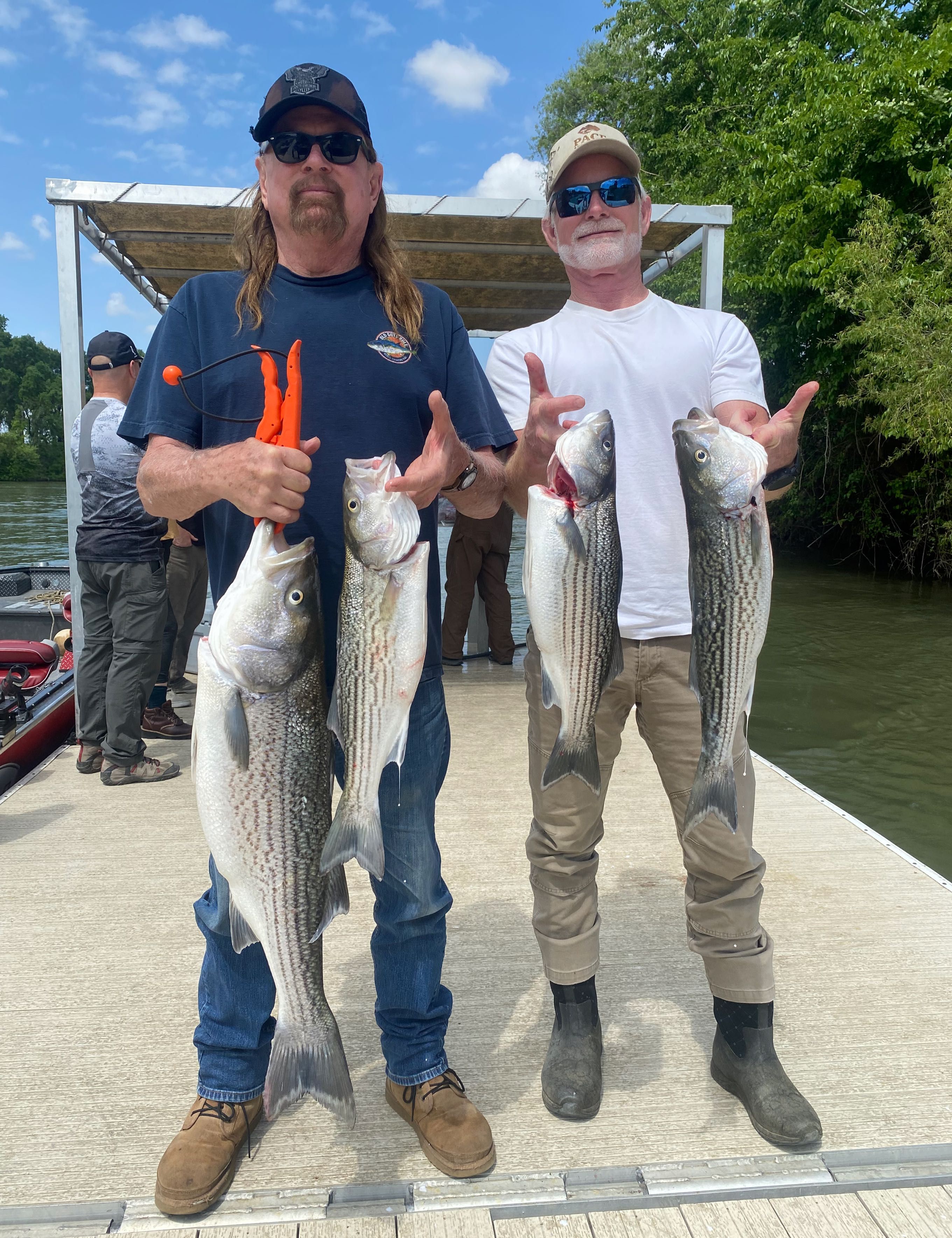 Stripers  are here! fishing report coverpicture