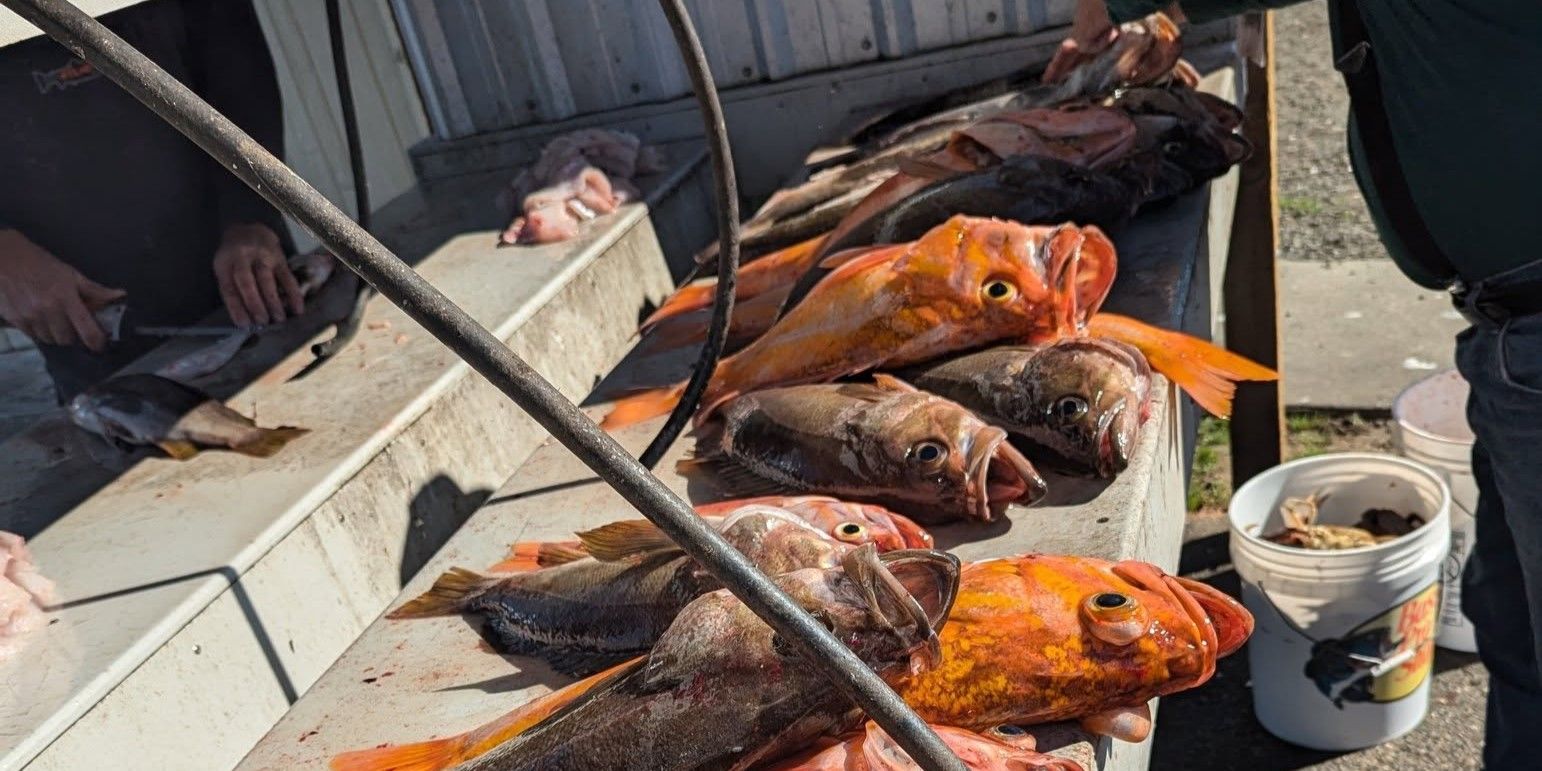 Premier Coos Bay Rockfish Charter with LaDuke