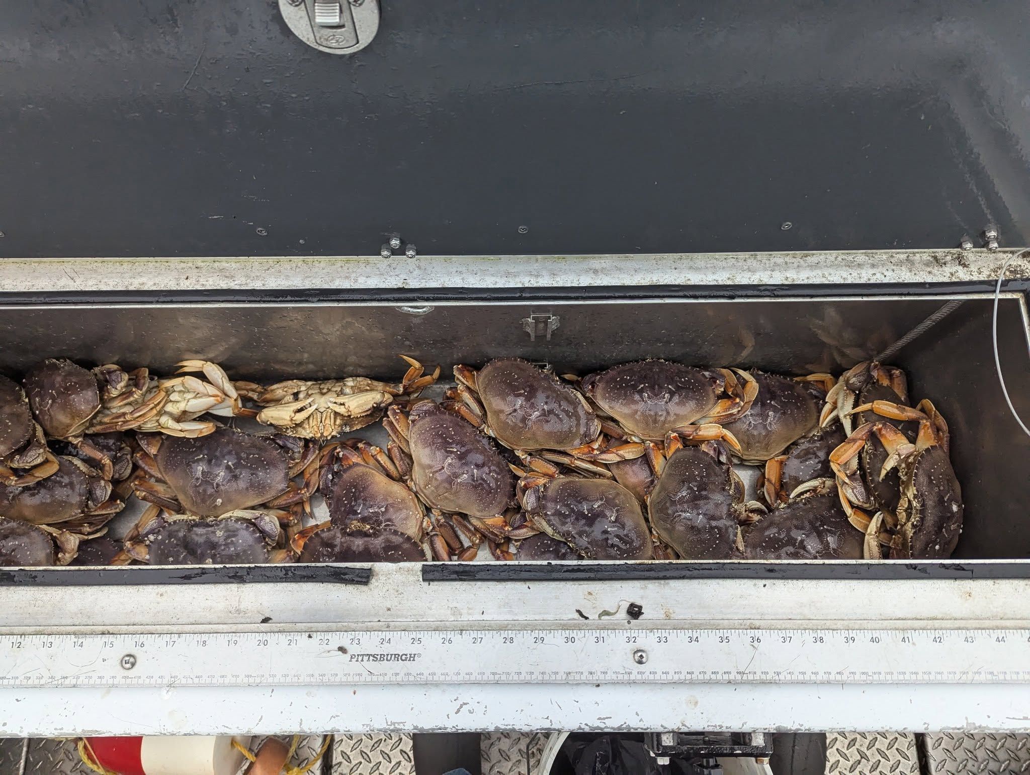 Best Coos Bay Crabbing Charter - Mark LaDuke