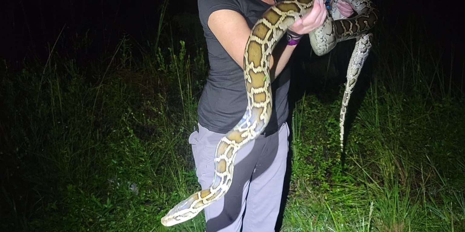 Expert-Guided Python Hunt in South Florida