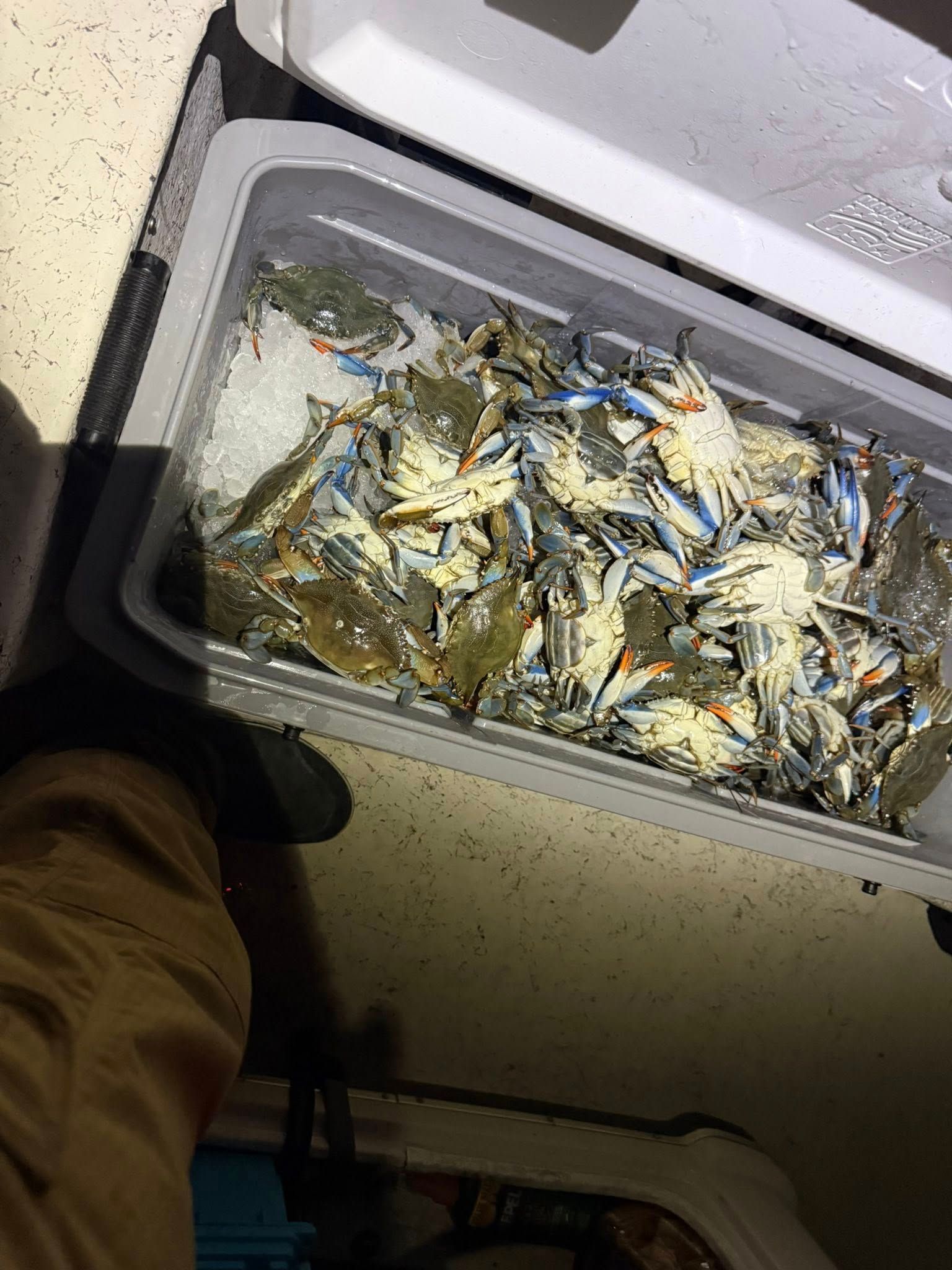 Blue Crab Fishing Trip Port Orange Nauti-Cartel