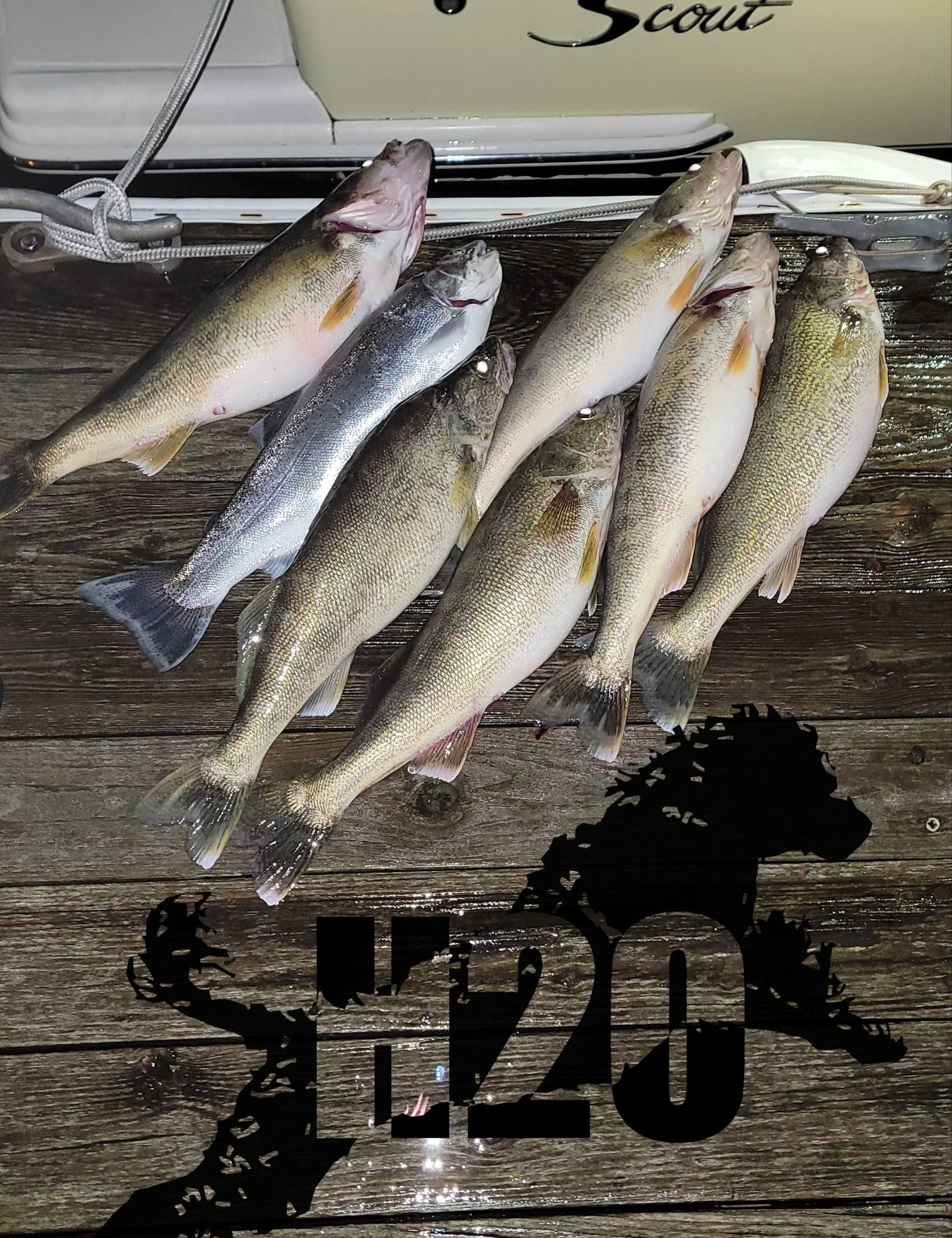 Lake Erie Walleye in Cleveland  fishing report coverpicture