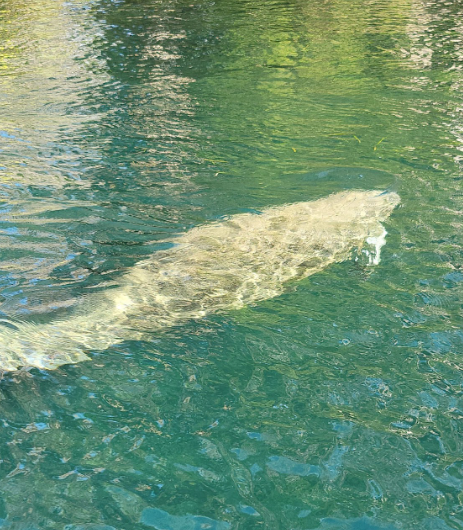 Bank to Buoy Fishing Charters LLC Crystal River Manatee Tours | 3 hour trip fishing Inshore