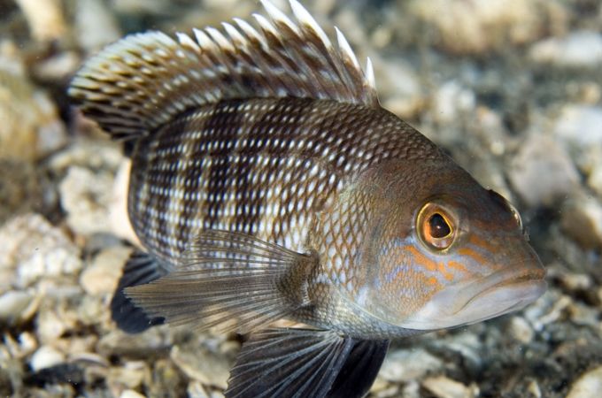 Rogue Charter Block Island Ground Fishing | 8 HR Private Trip fishing Inshore