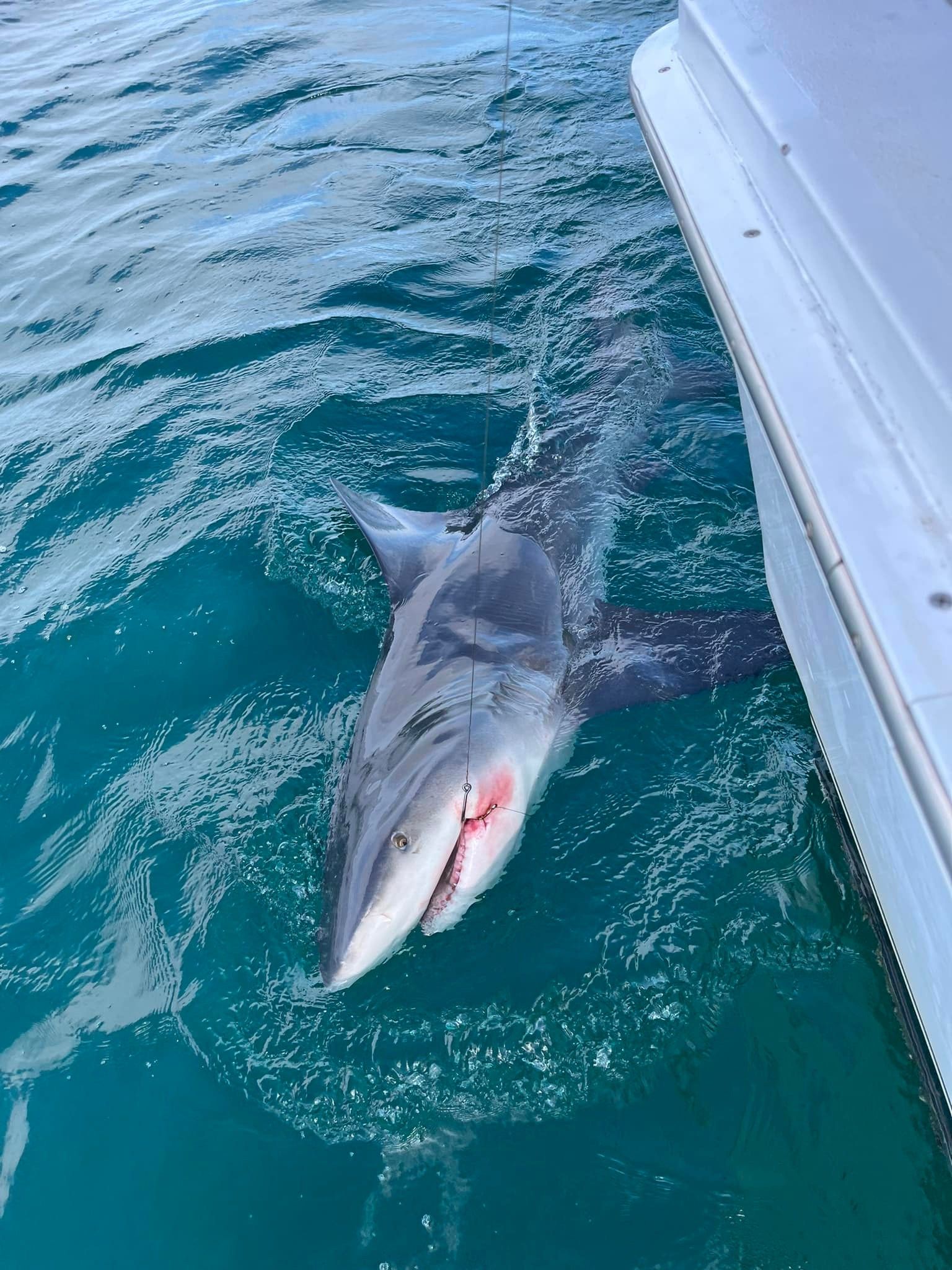 Epic Shark Fishing Trip in Destin | Full Contact