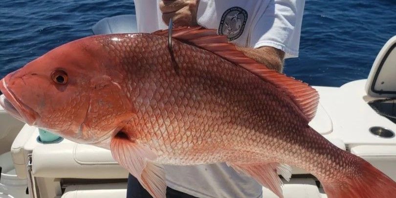 Reel Crazy Fishing Charters PCB Fishing Charters FL | Private 8 Hour to 10 Hour Morning Red Snapper Hunt fishing Offshore