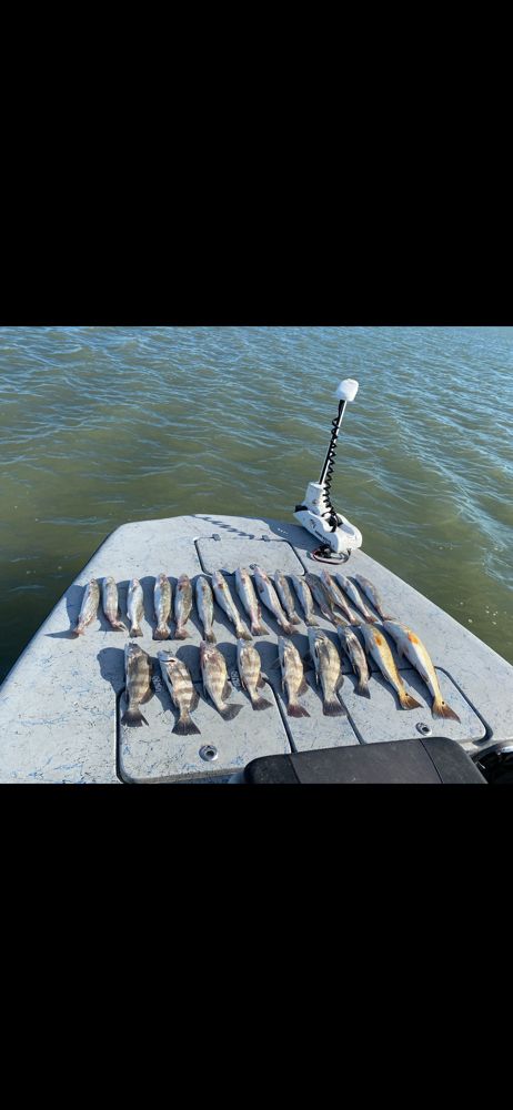 Black Drum, Redfish and Sea Trout in Aransas, TX