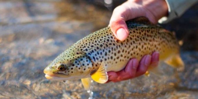 Hooked Fly Fishing Bow River Fishing Charters | Seasonal Trips For 7-10 Hours fishing River