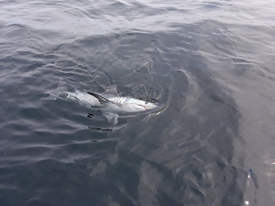 Cape Cod Striped Bass Fishing
