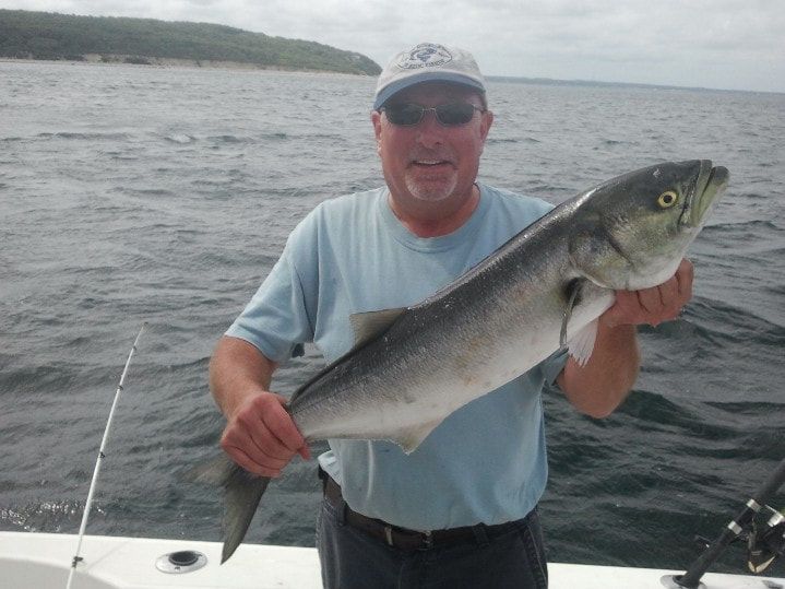 Bluefish off of Cape Cod