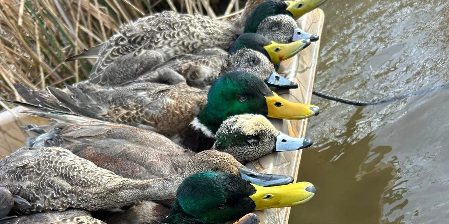 Top-Rated California Duck Hunts | Waterfowl Pursuit