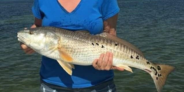 Florida Reels Fishing Charters – Apollo Beach Fishing Trips Tampa	- 2 Hour  And 4 Hour Inshore Family Fun Trip fishing Inshore