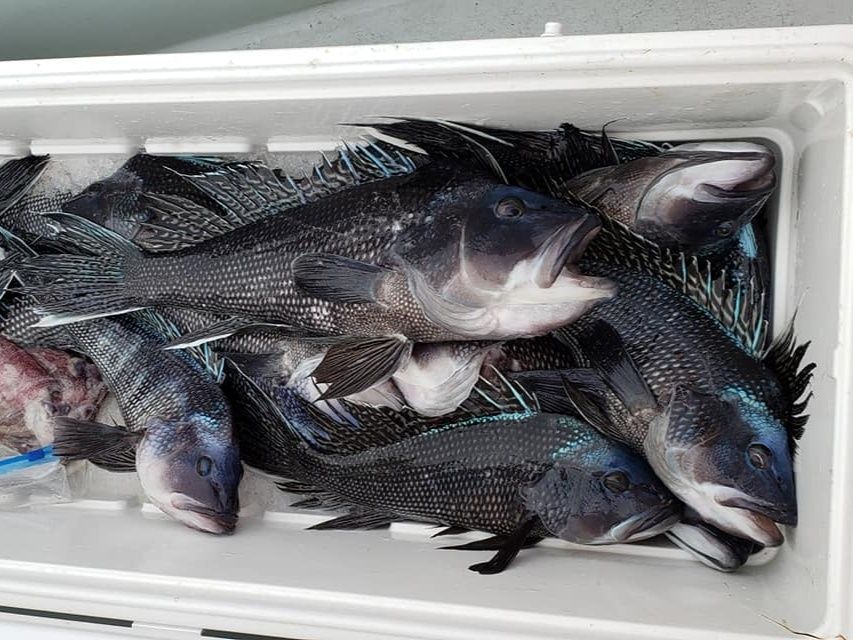 Filling the cooler with Black Sea Bass