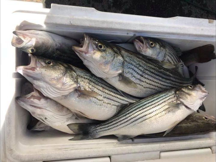 cooler full of Lake Murray Striped Bass