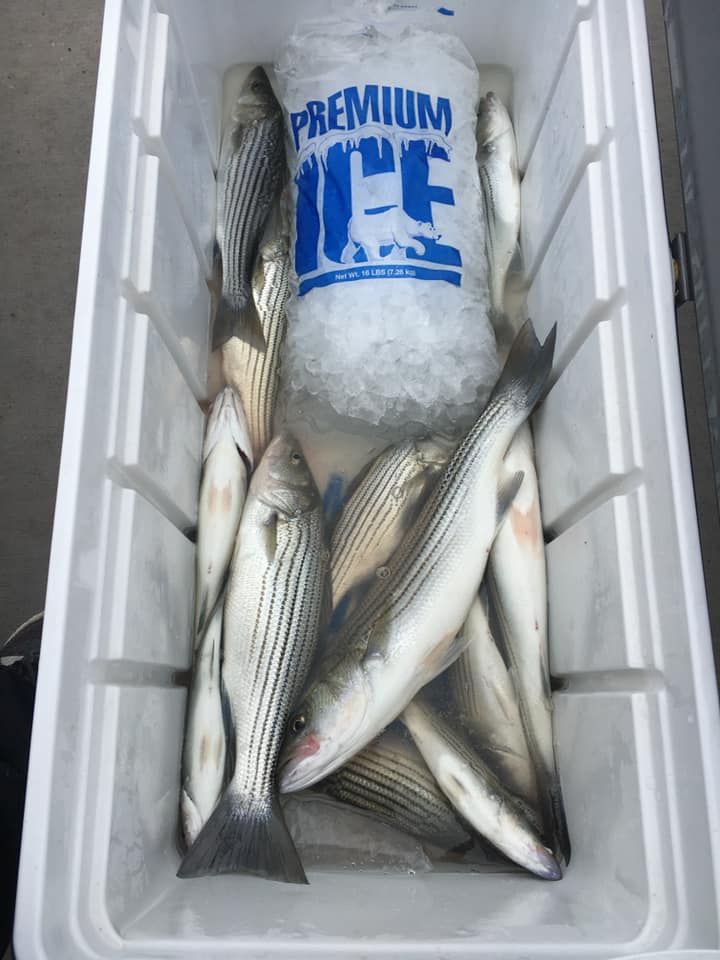 Great day! Full cooler of Stripers
