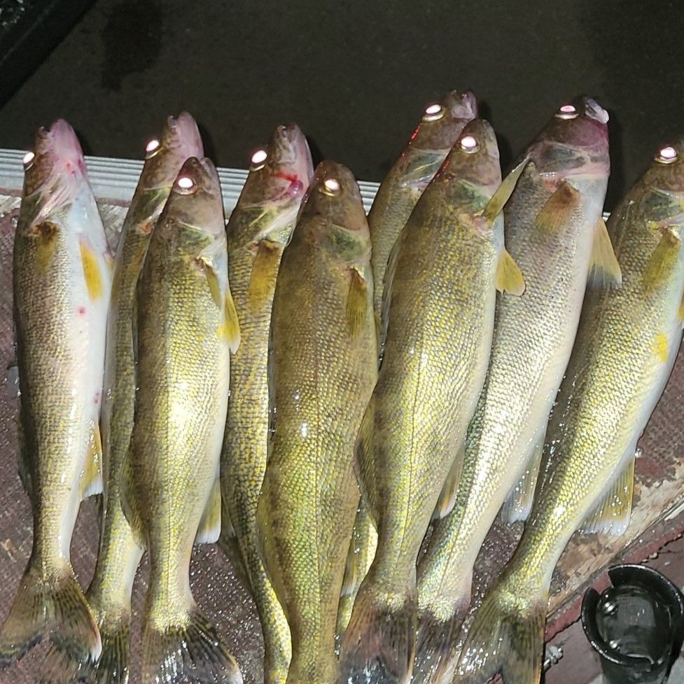 Premium Lake Fishing Trip in Boulder Junction