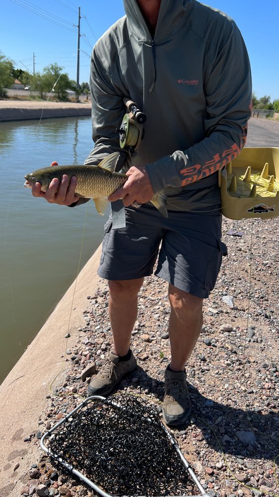 Smallmouth Bass in Phoenix, AZ