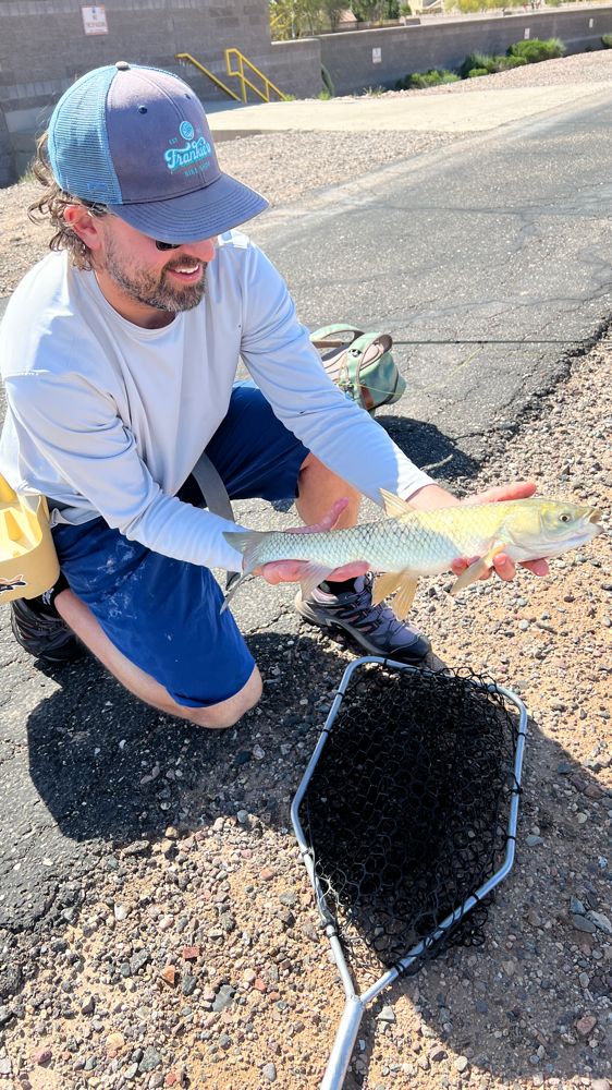 Common Carp in Phoenix, AZ