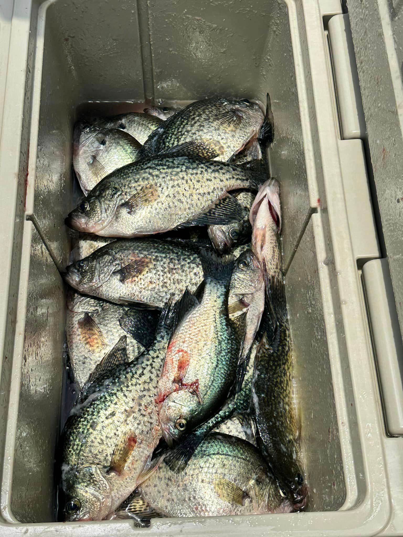 Crappie fishing fishing report coverpicture