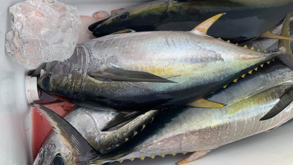 Saltwater Cowboy Fishing Charter Long Island, NY 10 Hour  Offshore Tuna Trip fishing Offshore