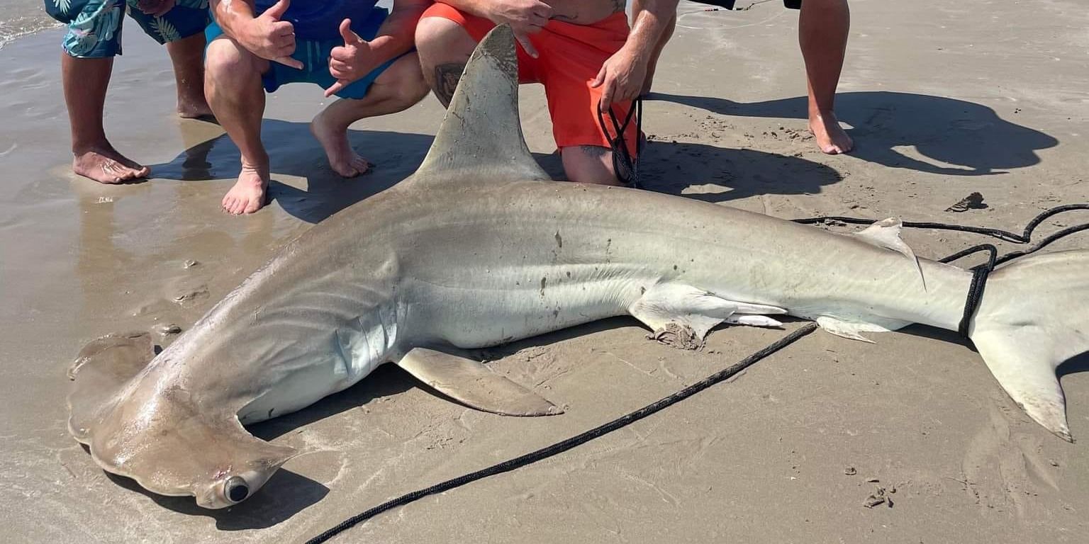 Port Aransas Shark Fishing: 8-12 HR Adventure