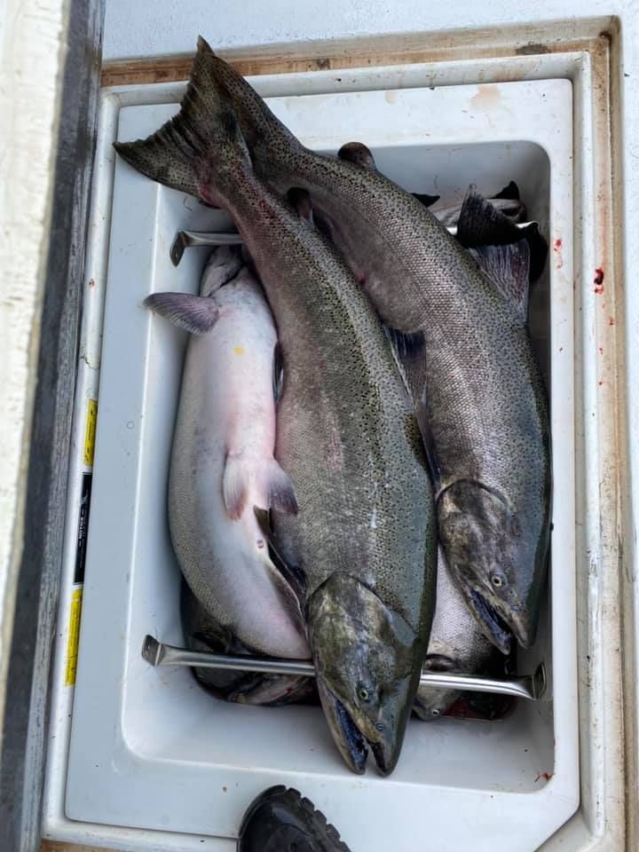 Chinook Salmon in Lake Ontario, NY