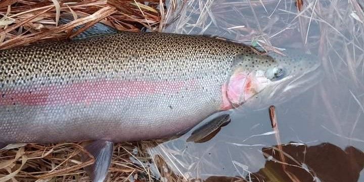 Rainbow trout fishing in Lake superior 2023! fishing report coverpicture