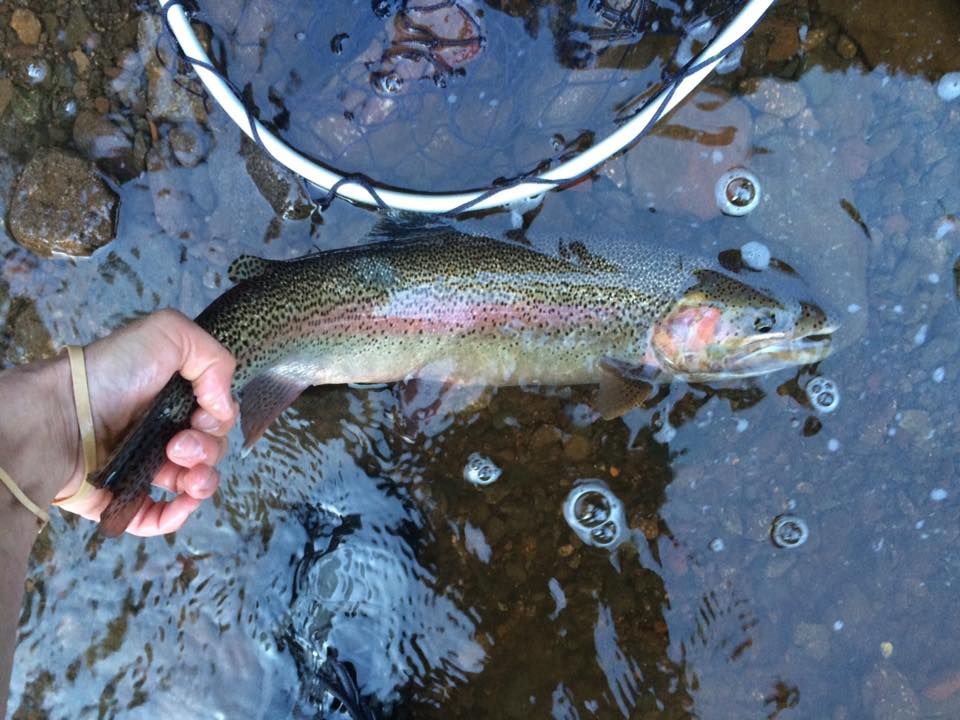 Expert-Guided Brule River Fishing Adventure
