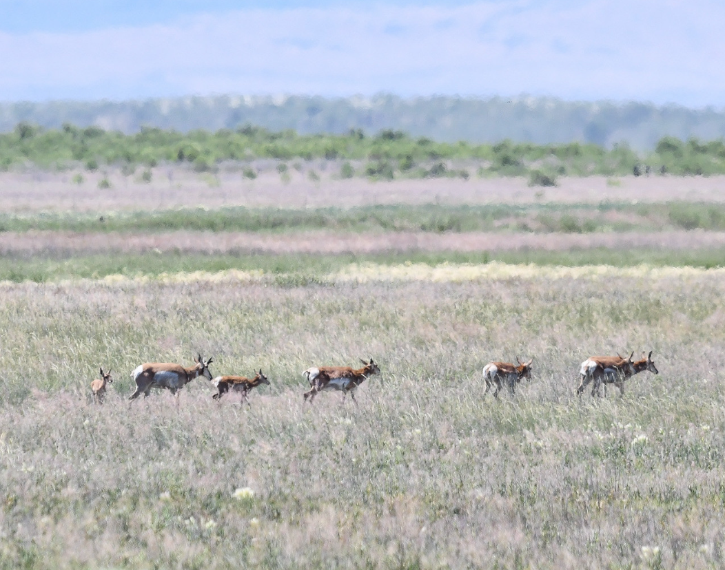 Darrel DeNune Nature Guide Malheur National Wildlife Refuge | 8 Hour Trip tours Wildlife