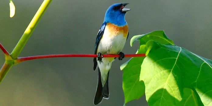 Darrel DeNune Nature Guide Bird Warching Trips | Coastal Shore Birds Spring Migration tours Wildlife