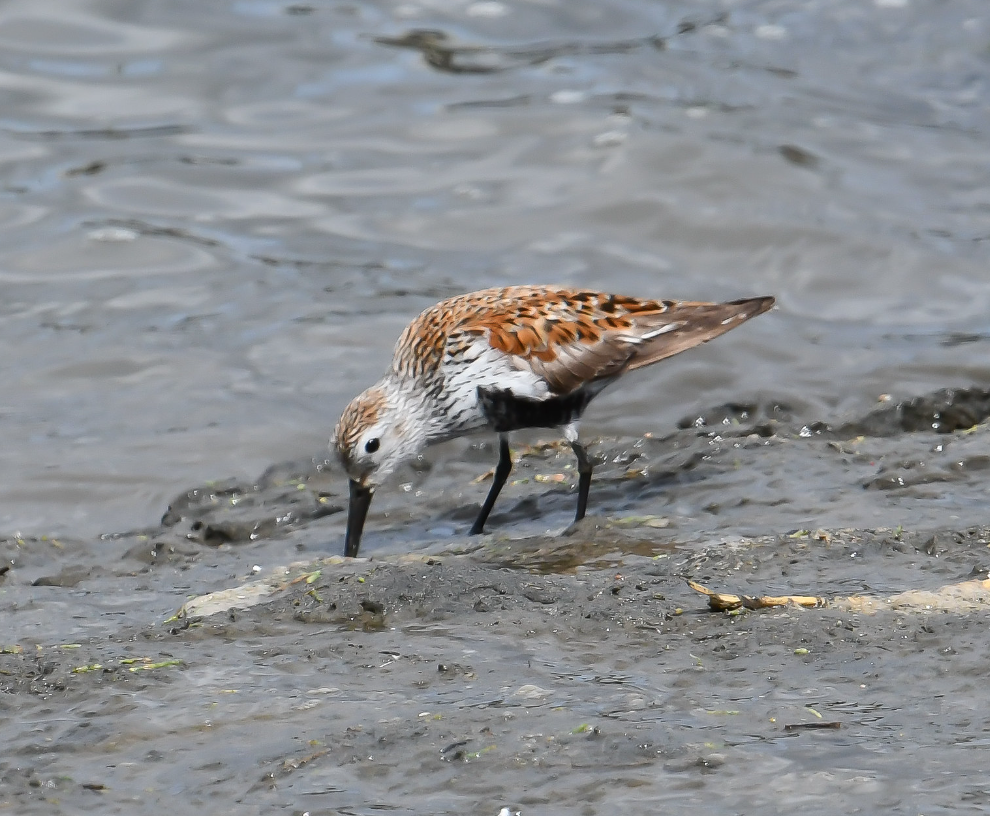 Darrel DeNune Nature Guide Bird Watching Excursions | Coastal Shore Birds Fall Migration tours Wildlife