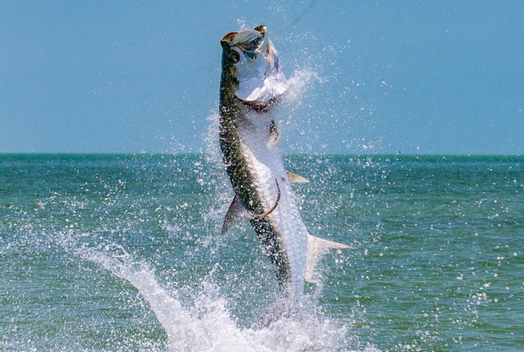 Fish Fins And Grins Tarpon Fishing In Cape Coral | 8 HR Private Trip fishing Inshore