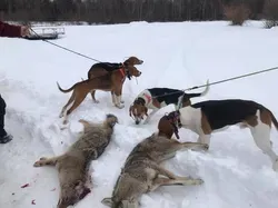 Maine Guide Outfitter Coyote Hunting Trip With Hound | 4 To 8 Hour Hunting Trip hunting Dog handlers