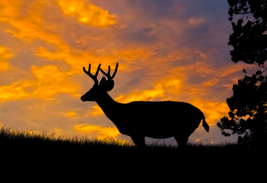 Maine Guide Outfitter Deer Hunting In Maine  hunting Brush Hunting Trip